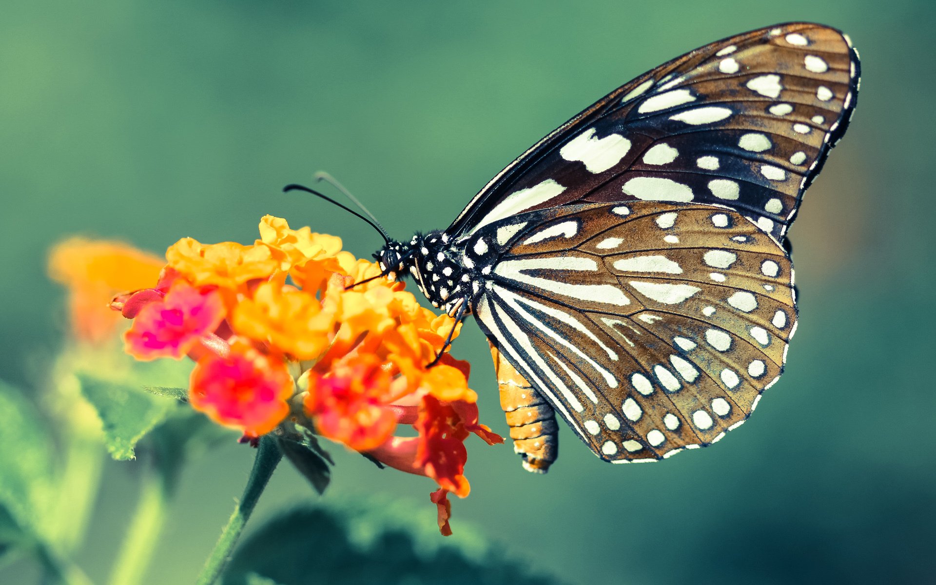 米兰体育-“最终名单出炉，豪门齐派最强阵”