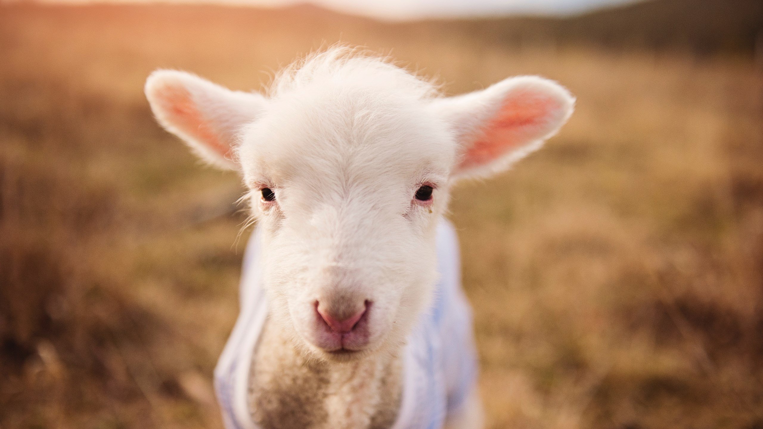 世界围棋赛精彩瞬间频现，世界围棋大赛总决赛