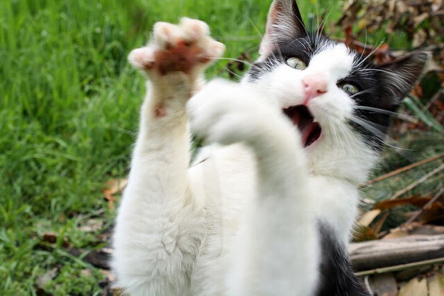 MILANSPORT下载-东亚杯U23国足惨败 球迷情绪波动较大，东亚杯国足3比0韩国