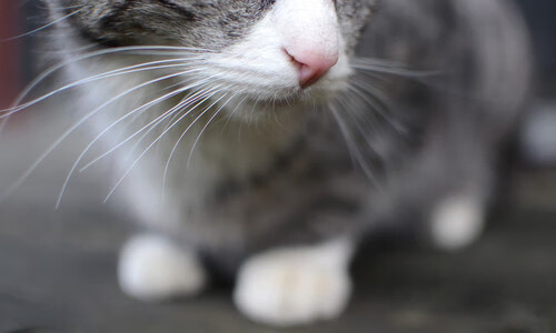 中国女篮提高三分球命中率 助攻进攻多样化，中国女子篮球三对三