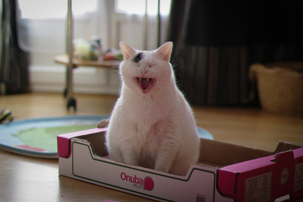 米兰登录入口-主场与客场是否会对比赛节奏产生影响，主场和客场的优劣势