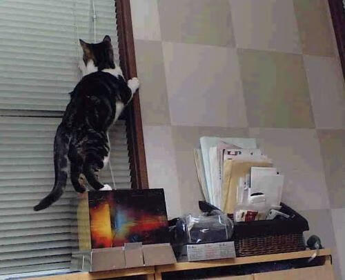 国际乒联混合团体世界杯赛制剖析:德国队的应对之策,2020国际乒联团体世界杯