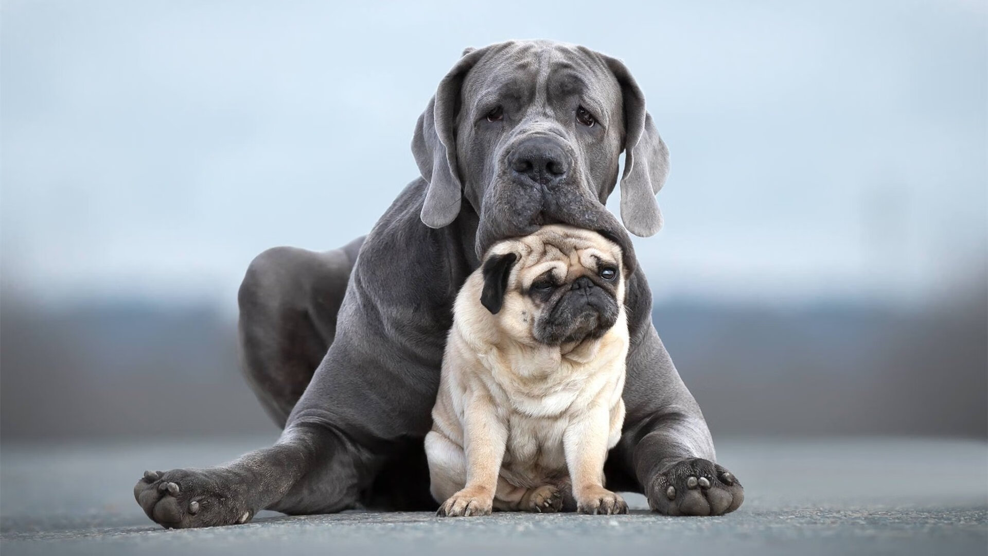米兰登录入口-奥运村志愿者培训增设多语服务模块，奥运村志愿者干什么