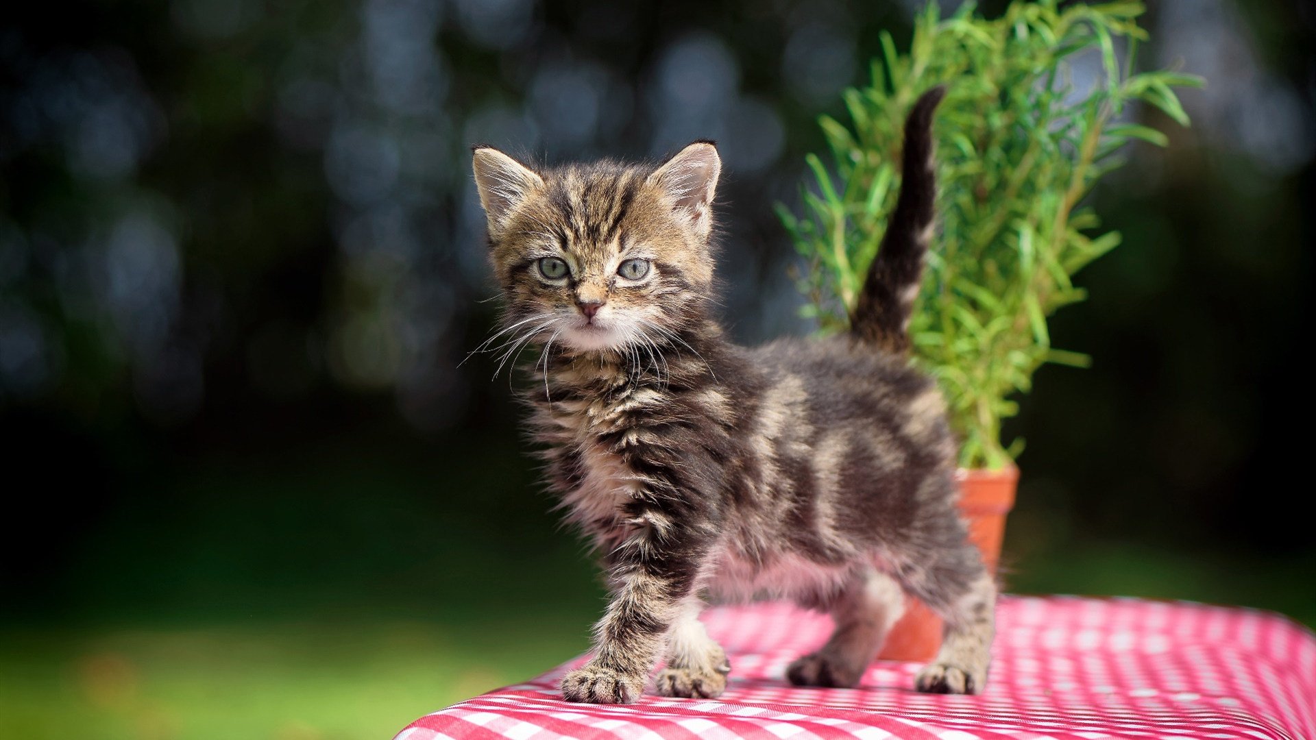 英雄联盟新赛季开启战队阵容全面更新,英雄联盟lpl新战队