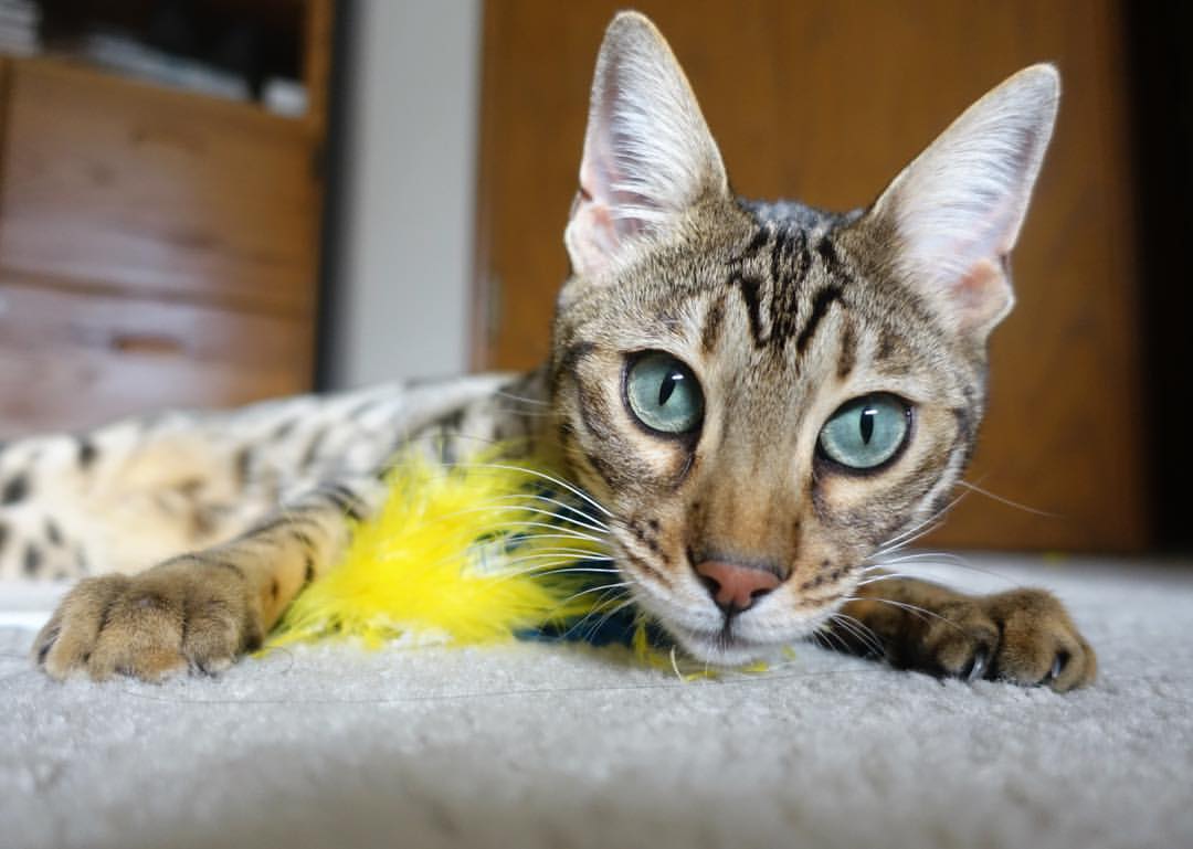 凯琳·科贝特后程爆发力引爆赛场,凯罗琳·贝赛特