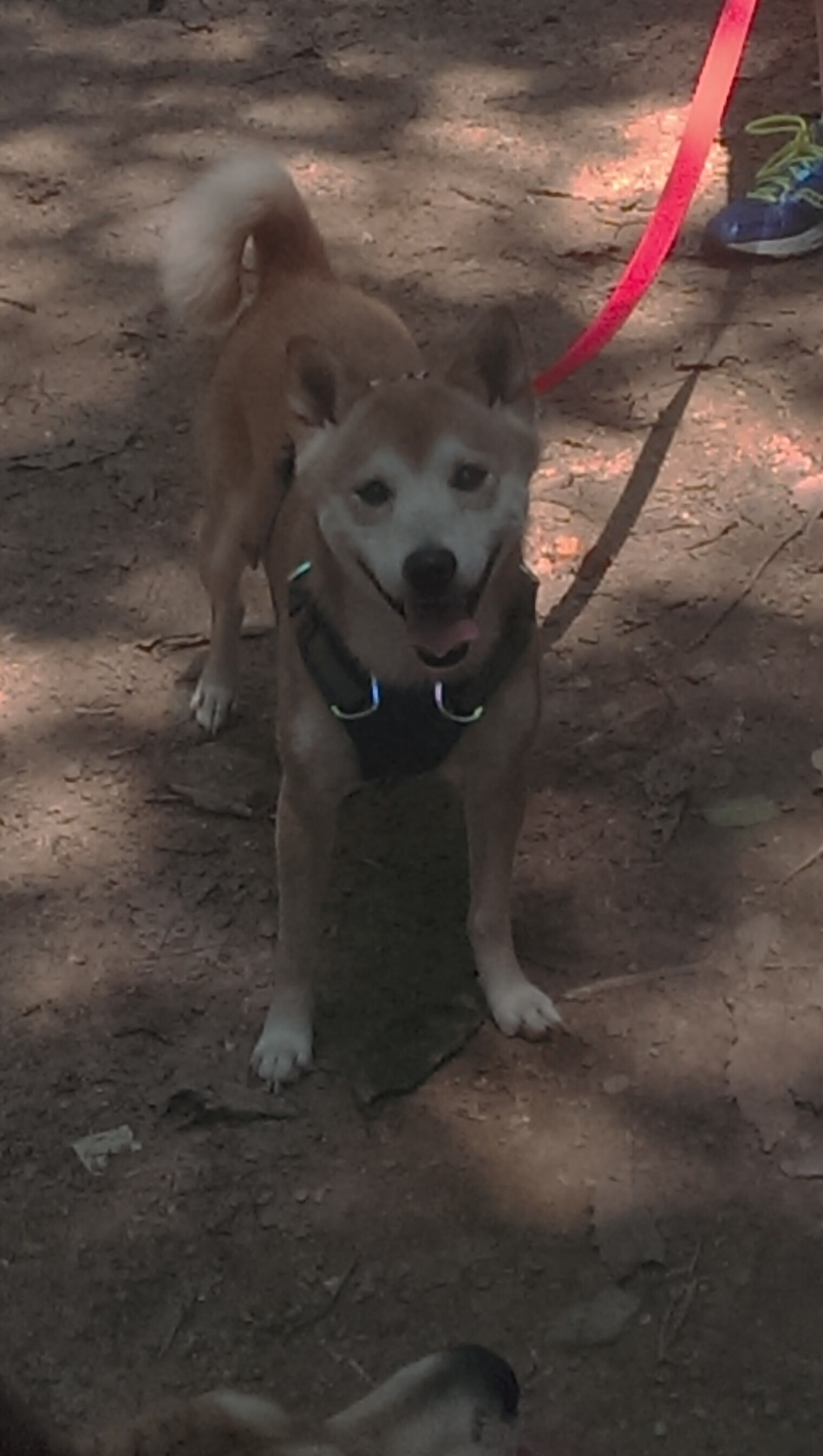 新西兰橄榄球面临国际化竞争，如何保持领先？，新西兰橄榄球面临国际化竞争,如何保持领先状态