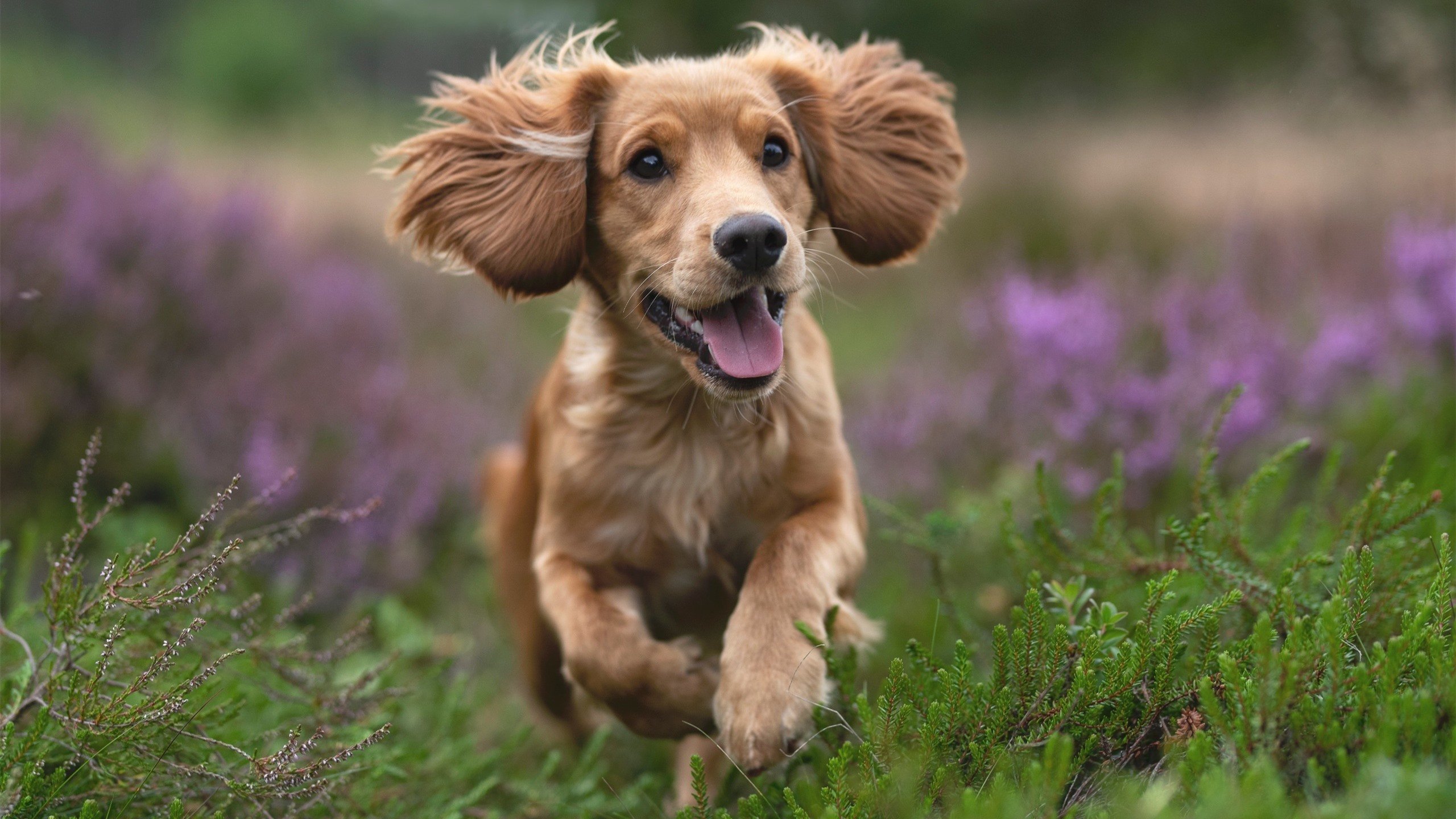 橄榄球赛事转播权价值大幅提升，橄榄球转换球权