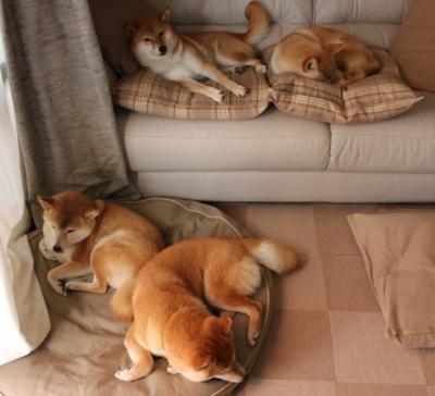 苏格兰橄榄球赛事观众席爆满，市场吸引力激增，苏格兰橄榄球队标